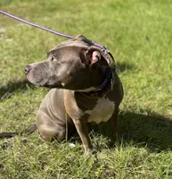 LAYLA, a female American Pit Bull Terrier for sale in Brooksville, FL – Photo 3 of 3