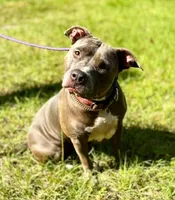 LAYLA, a female American Pit Bull Terrier for sale in Brooksville, FL – Photo 1 of 3