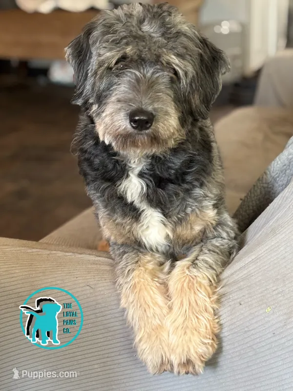 ADOPT DOTTIE – Miniature Aussiedoodle puppy for sale in Brooksville, FL