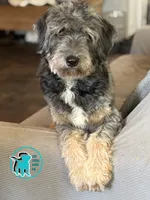 ADOPT DOTTIE, a female Miniature Aussiedoodle for sale in Brooksville, FL – 1 of 1