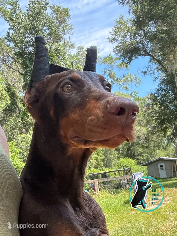 RILEY ROSE – Doberman Pinscher puppy on hold in Brooksville, FL