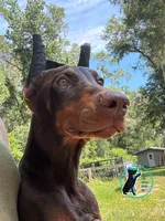 RILEY ROSE, a female Doberman Pinscher for sale in Brooksville, FL – 1 of 1
