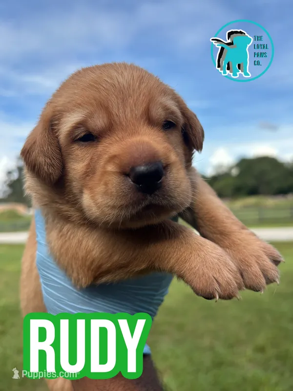 RUDY – Labrador Retriever puppy for sale in Brooksville, FL