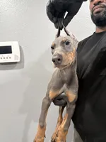 ROCKY, a male Doberman Pinscher for sale in Brooksville, FL – 2 of 2