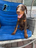 CHARLIE, a male Doberman Pinscher for sale in Brooksville, FL – 2 of 2
