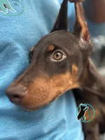 JOEY, a male Doberman Pinscher for sale in Brooksville, FL – 2 of 2