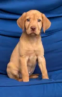 BONNY, a female Labrador Retriever for sale in Brooksville, FL – Photo 1 of 2