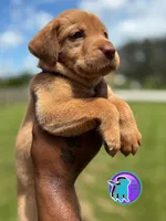 BONNY, a female Labrador Retriever for sale in Brooksville, FL – Photo 2 of 2