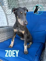 ZOEY, a female Doberman Pinscher for sale in Brooksville, FL – 2 of 2