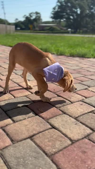 SANDY, a female Labrador Retriever for sale in Brooksville, FL – 2 of 2
