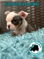 CHIQI, a female American Bully for sale in Brooksville, FL – Photo 2 of 5