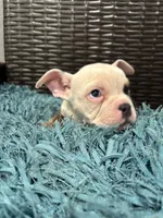 CHIQI, a female American Bully for sale in Brooksville, FL – Photo 5 of 5