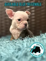 CHIQI, a female American Bully for sale in Brooksville, FL – Photo 4 of 5