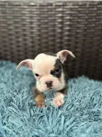 CHIQI, a female American Bully for sale in Brooksville, FL – Photo 3 of 5