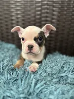 CHIQI, a female American Bully for sale in Brooksville, FL – Photo 1 of 5