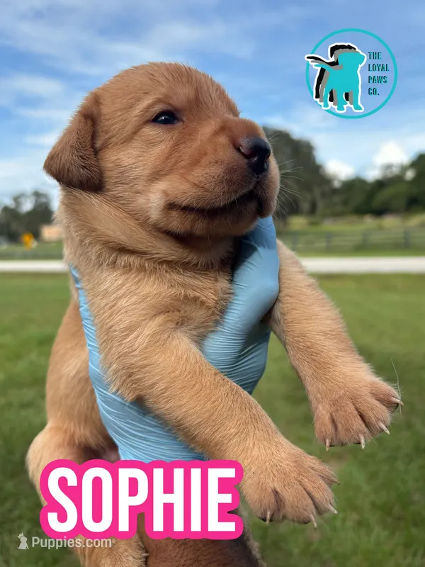 SOPHIE – Labrador Retriever puppy for sale in Brooksville, FL