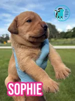 SOPHIE, a female Labrador Retriever for sale in Brooksville, FL – 1 of 1