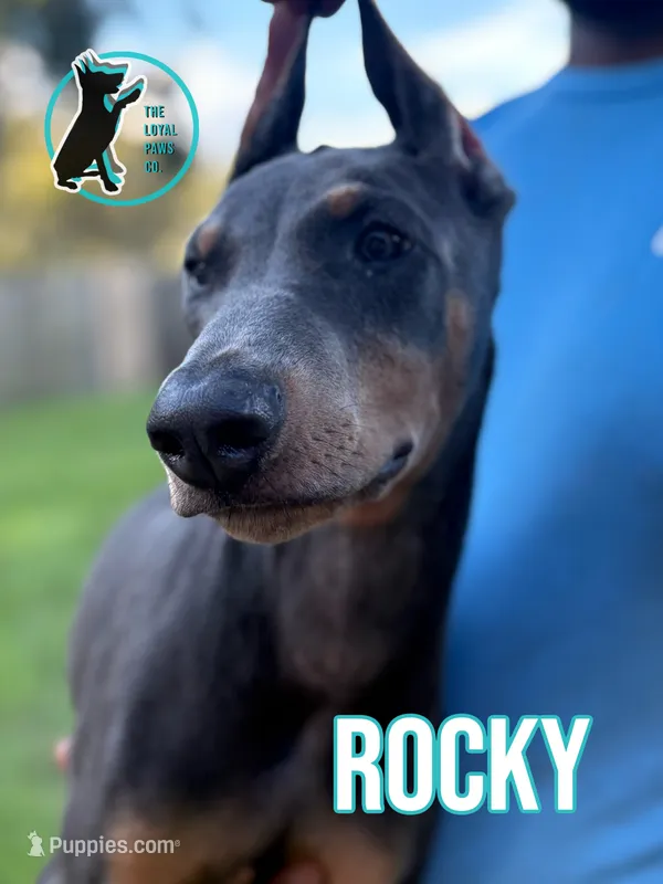 ROCKY – Doberman Pinscher puppy for sale in Brooksville, FL
