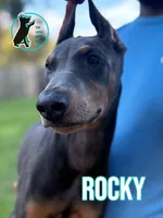 ROCKY, a male Doberman Pinscher for sale in Brooksville, FL – 1 of 2