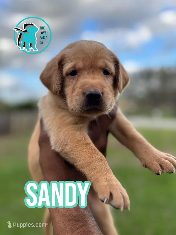 SANDY – Labrador Retriever puppy for sale in Brooksville, FL