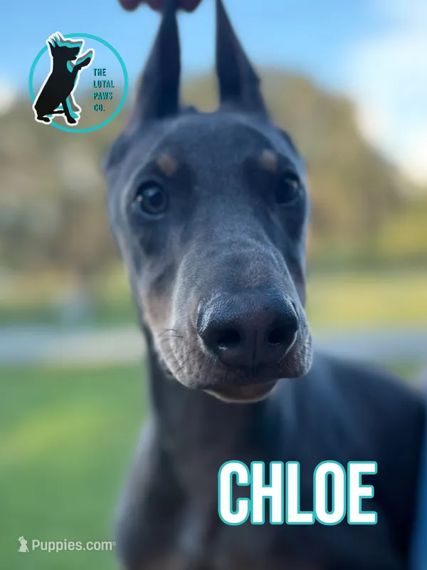 CHLOE – Doberman Pinscher puppy for sale in Brooksville, FL