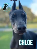 CHLOE, a female Doberman Pinscher for sale in Brooksville, FL – 1 of 2