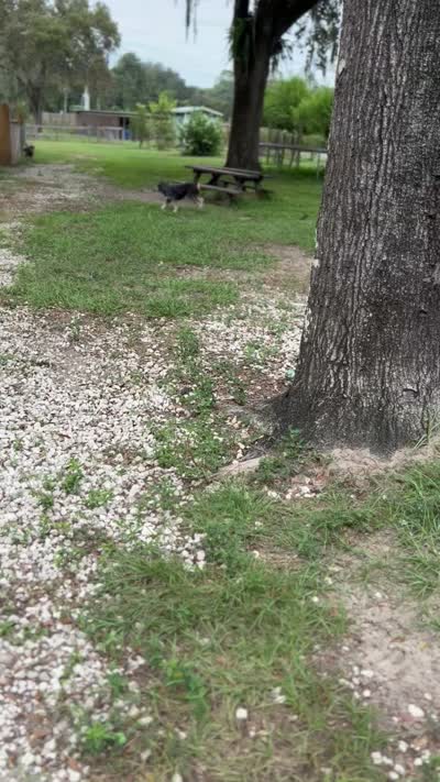 DOTTIE, a female Miniature Aussiedoodle for sale in Brooksville, FL – 2 of 2