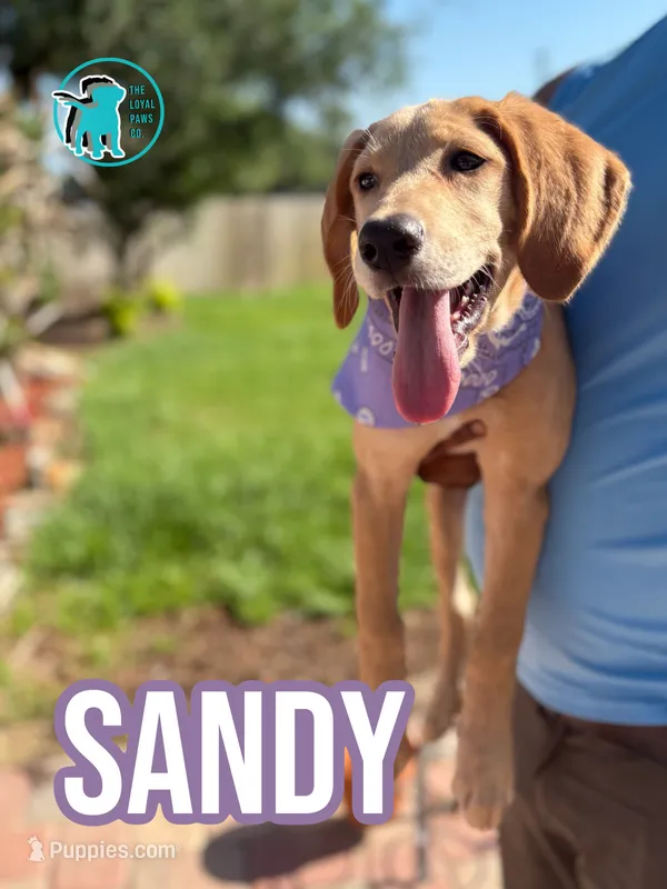 SANDY – Labrador Retriever puppy for sale in Brooksville, FL