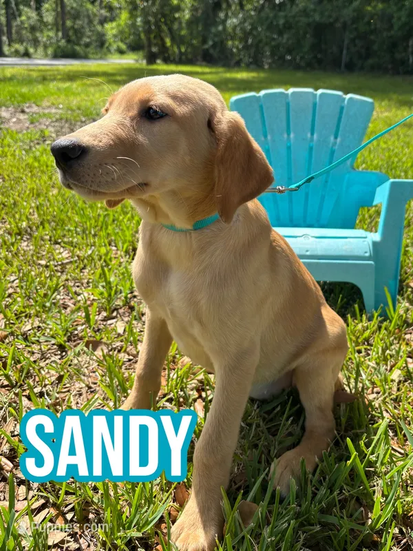 SANDY – Labrador Retriever puppy for sale in Brooksville, FL