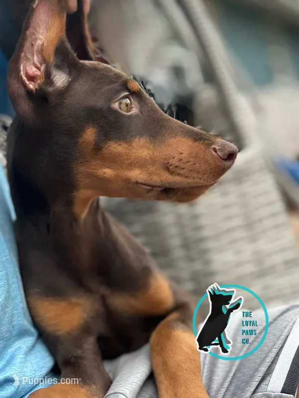 JOEY – Doberman Pinscher puppy for sale in Brooksville, FL
