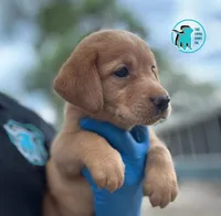 SUMMER, a female Labrador Retriever for sale in Brooksville, FL – Photo 1 of 3