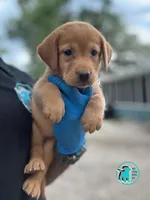 SUMMER, a female Labrador Retriever for sale in Brooksville, FL – Photo 3 of 3