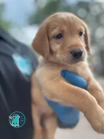 SUMMER, a female Labrador Retriever for sale in Brooksville, FL – Photo 2 of 3