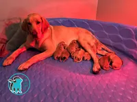 BETTY, a female Labrador Retriever for sale in Brooksville, FL – Photo 2 of 2