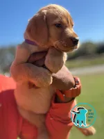 BETTY, a female Labrador Retriever for sale in Brooksville, FL – Photo 1 of 2