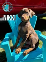 NIKKI, a female Doberman Pinscher for sale in Brooksville, FL – Photo 1 of 2