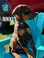 NIKKI, a female Doberman Pinscher for sale in Brooksville, FL – Photo 2 of 2