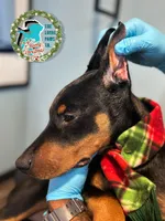 MAXEY - CROPPED, a male Doberman Pinscher for sale in Brooksville, FL – Photo 1 of 4