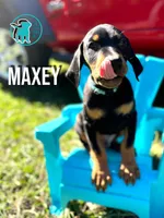 MAXEY - CROPPED, a male Doberman Pinscher for sale in Brooksville, FL – Photo 4 of 4