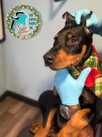 MAXEY - CROPPED, a male Doberman Pinscher for sale in Brooksville, FL – Photo 2 of 4