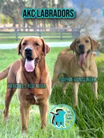 WINNIE, a female Labrador Retriever for sale in Brooksville, FL – Photo 2 of 2