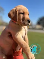 WINNIE, a female Labrador Retriever for sale in Brooksville, FL – Photo 1 of 2