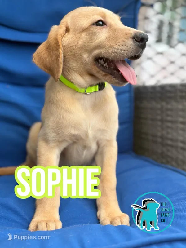 SOPHIE – Labrador Retriever puppy for sale in Brooksville, FL