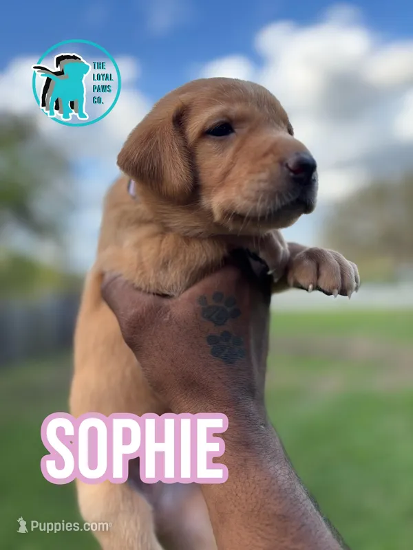 SOPHIE – Labrador Retriever puppy for sale in Brooksville, FL