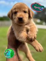 BUCKY, a male Labrador Retriever for sale in Brooksville, FL – Photo 2 of 4