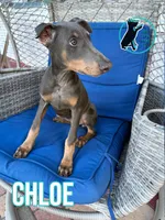 CHLOE, a female Doberman Pinscher for sale in Brooksville, FL – 2 of 2