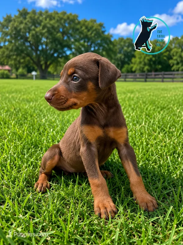 RILEY – Doberman Pinscher puppy for sale in Brooksville, FL