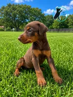 RILEY, a female Doberman Pinscher for sale in Brooksville, FL – 1 of 1
