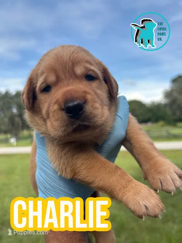 CHARLIE – Labrador Retriever puppy for sale in Brooksville, FL