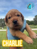 CHARLIE, a male Labrador Retriever for sale in Brooksville, FL – 1 of 1